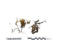 藏品(長柄苔)的圖片